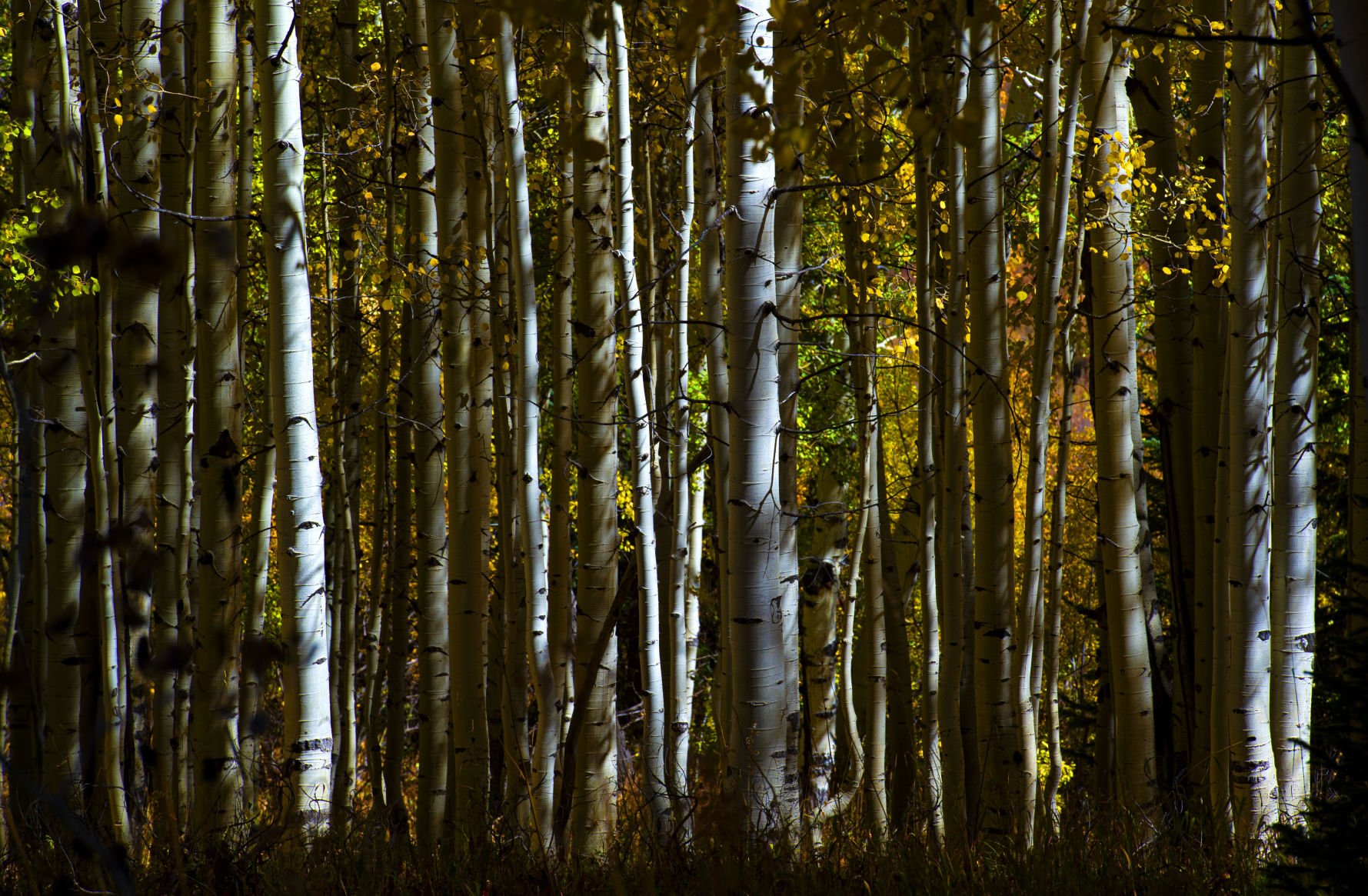 10_06_19 crested butte0801.JPG